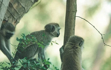 ubud monkey forest