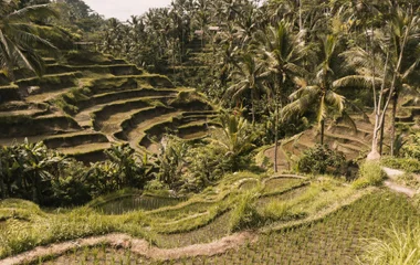 rice terraces bali