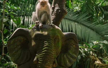 Monkey in the ubud forest