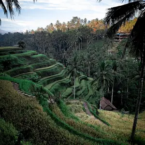 Bali rice terraces