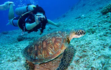 snorkeling with turtle bali