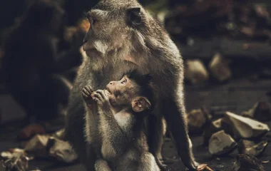 monkey forest