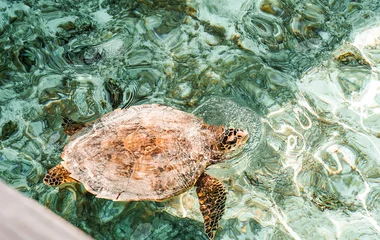 Kani - The Maldives