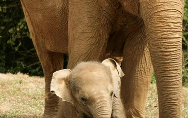 elephant sanctuary in phuket