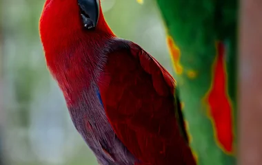 red parrots in phuket bird sanctuary