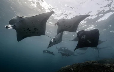 manta rays in nusa lembongan