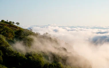 La bambouseraie d'Arashiyama