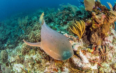 Circuit Découverte Club Med à Belize