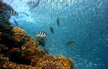 Réserve Cousteau