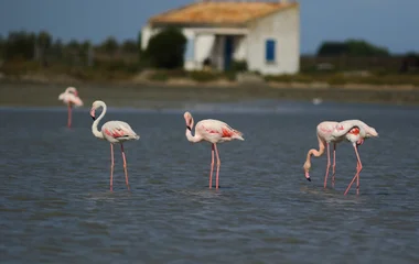 Parc naturel régional de Camargue