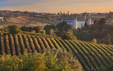 Piedmont vineyards