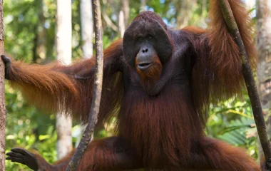 Tanjung Puting National Park