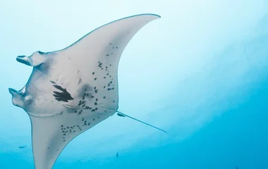 plongee maldives raies manta
