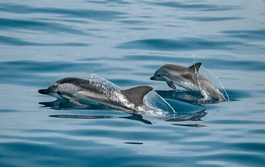 Les merveilles des Canaries et des Baléares