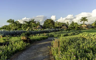 plantation d'albion club med nature