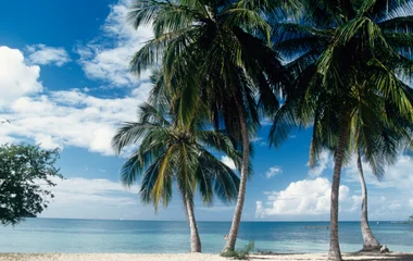 palmiers plage martinique