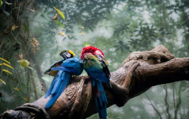 Oiseau au Brésil