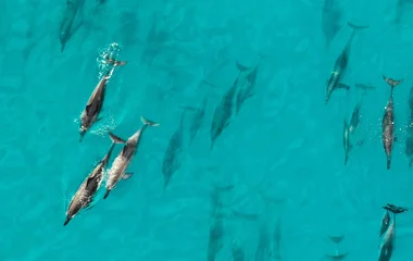 Excursion à la rencontre des dauphins