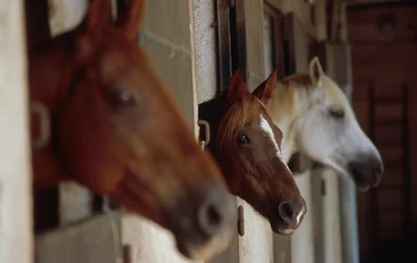 Marrakesch la Palmeraie