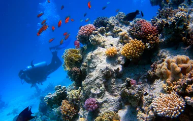 La plongée au Club Med