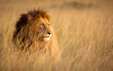 Lion dans la savane lors d'un voyage au Kenya