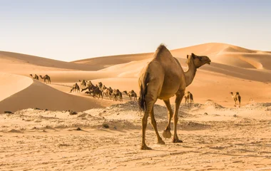 Palmeraie lors d'un voyage à Oman