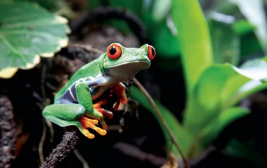 Grenouille lors d'un voyage au Costa Rica