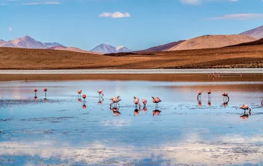 Paysage et flamants roses lors d'un voyage au Chili