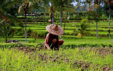 Culture du riz en Indonésie