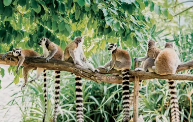 Lémuriens lors d'un voyage à Madagascar