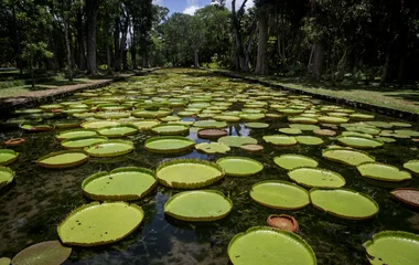 Jardin de pamplemousse Île Maurice