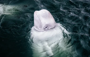 Meet the belugas at the Saguenay-St. Lawrence Marine Park