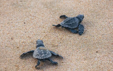 Encadré : Quand partir au Cap-Vert pour voir les tortues
