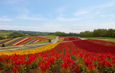 富良野花田