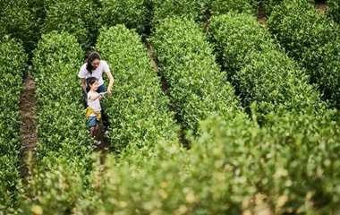 Club Med Joyview安吉度假村茶园