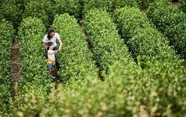 Club Med Joyview安吉度假村茶园