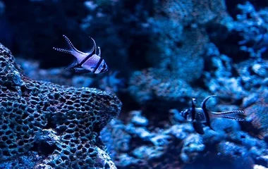 Discover the vibrant marine life while snorkeling at Club Med's stunning coastal destinations