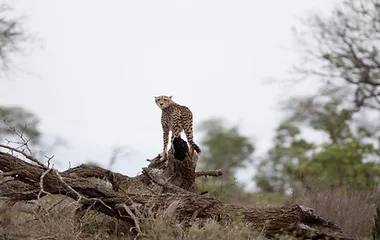 A leopard was captured standing on a tree branch by a photographer