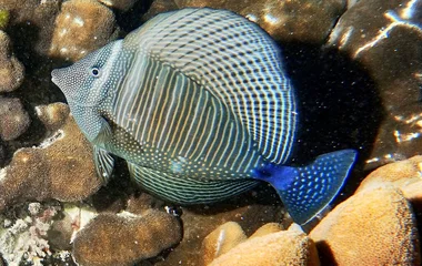 anse possession praslin seychelles