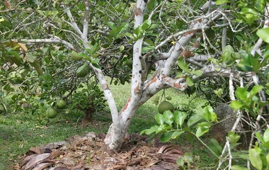 jardin botanique mahé seychelles
