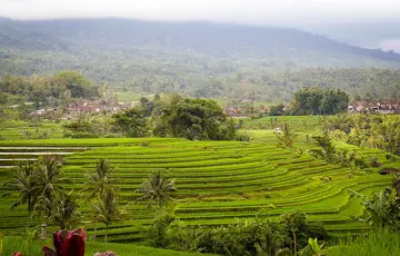 plantations de jatiluwih bali indonésie