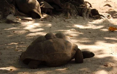 tortue géante d'aldabra