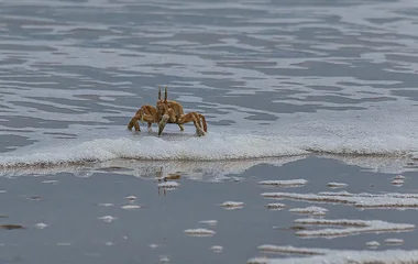 parc national delta saloum sénégal