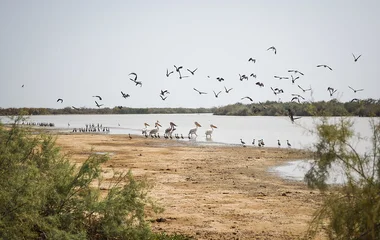 parc national oiseaux djoudj