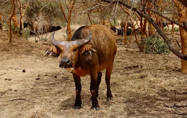 réserve bandia sénégal