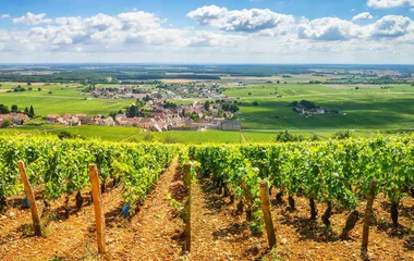 vinyards in France