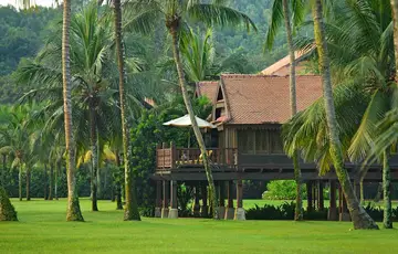 Jungle in Malaysia