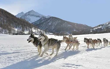 Club Med'de köpekli kızak