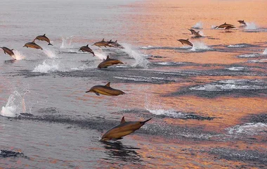 Maldivlerde yunusları gözlemleyin