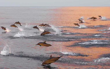 Delfine springen im Meer bei Sonnenuntergang